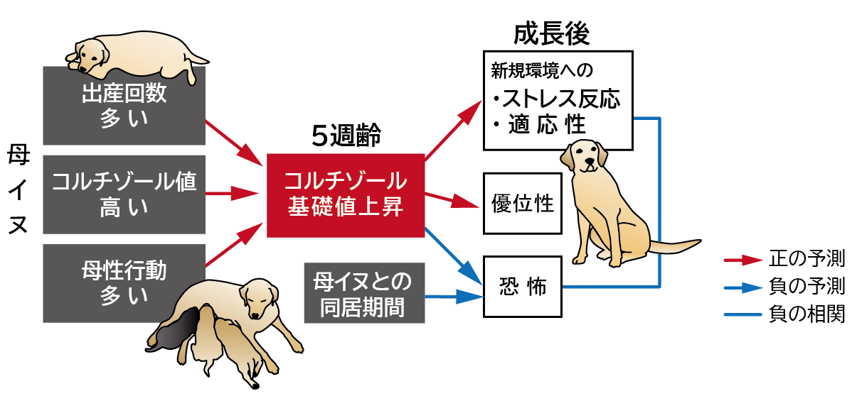 母イヌの良質な養育により、5週齢時のコルチゾール基礎値が上昇し、1歳時には新規環境にストレス反応が高まるものの、ストレス耐性も向上する