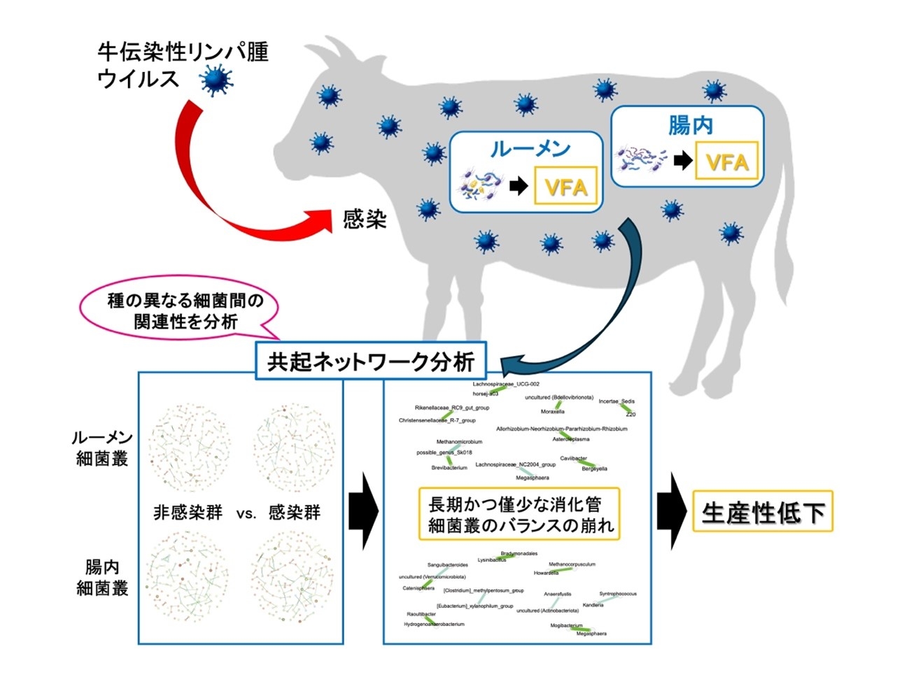 牛伝染性 リンパ腫ウイルス感染研究・共起ネットワーク分析