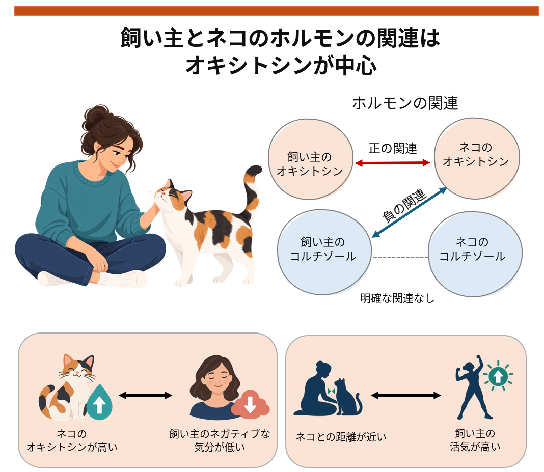 ホルモンの関係