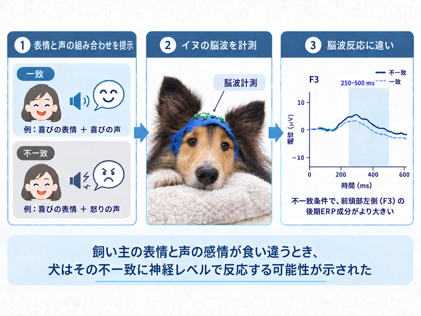 本研究の実験の流れと主な結果の概略